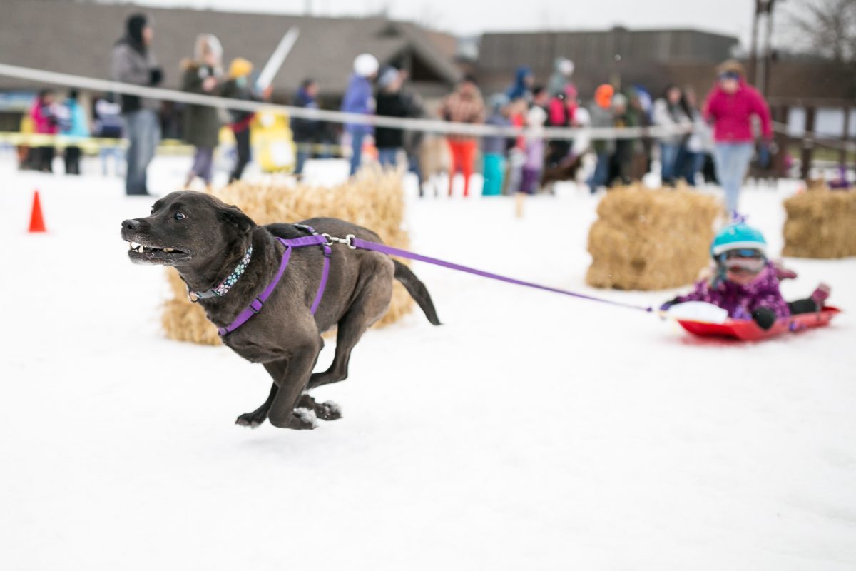 Family Dog Pull Winterfest Grand Haven